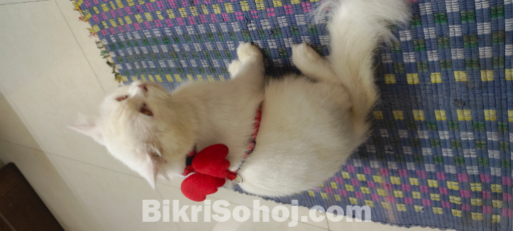 Persian cat